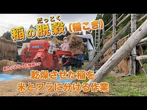 稲刈り後、自然乾燥した稲の脱穀。頂いた機械を使う