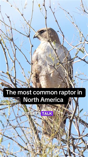 Understanding Red-Tail Hawks: Nature's Impressive Raptors
