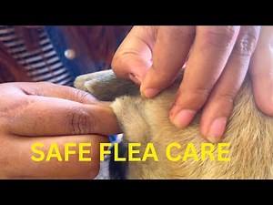 Safe Flea Care for Dogs | How to Check and Care Properly