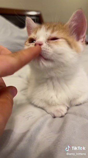 Little Squishy: Finding Nemo Munchkin Adventures