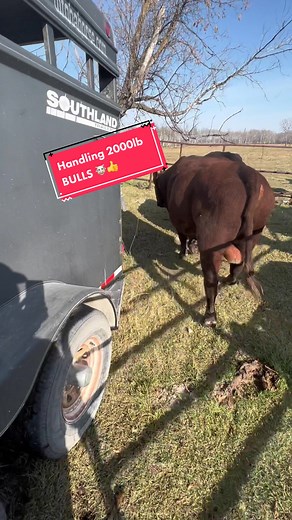Moving and Handling 2000 pound BULLS on our Farm🐮👌 #prairiesunsetranch #cows #cowsoftiktok🐄 #cowsoftiktok #cowsontiktok #fyp #fypシ #cow #cattle #cattlefarm #cattlefarming #cattlefarmer #farmer #farmlife #livestock #bull #cowfarm #farmtok #howtofarm #beefcattlcattle #beefcattle #redangusbulls #redanguscattle #cowtok #cowtokk #cowboys #cowgirl #cowboyshit #cattleranch #loadcows #livestock #haulingcattle