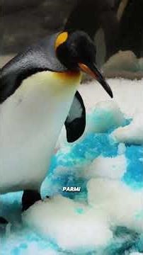 The king penguin chick that can be older than its father 🐧 #KingPenguin #Animals #Nature