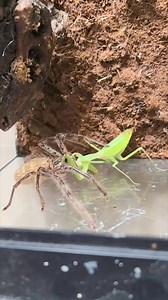 #mantis vs #spider | Pelea de Insectos