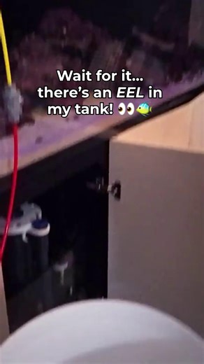 3.2K views · 25 reactions | Wait for it… there’s an EEL in my tank!  #EelTank #FishKeeping #AquariumLife #AquariumHobby | SaltwaterAquarium.com | Facebook