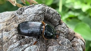 Ground beetle: Pterostichus, a common ground beetle in North America's fields Stock Video