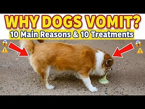 Why Dogs Vomit? 10 Most Common Causes of Dog Vomiting | 10 Home Treatments | Best Dog Health Tips