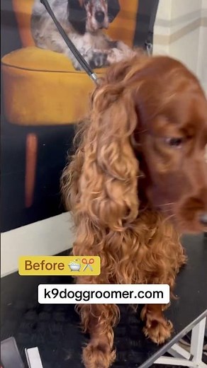 Before and after Irish Red Setter dog grooming #irishsetter