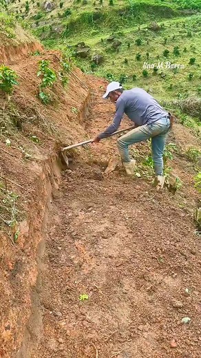 pembuatan Jalur Terasering di perkebunan kopi #agriculture #fyp #fypreels #viralpost #jangkauanluas | Lina M Barra