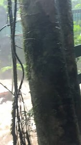 Usually tranquil, Buderim Falls on the Sunshine Coast, also known as Serenity Falls, became anything but serene today. The raging torrent here gives an indication of just how forceful the current floodwaters are in SE Qld. 📸: Caleb Mangan ℹ️ Get more ABC News from Queensland here: https://bit.ly/ABCNewsQueensland 📻 ABC Radio Brisbane: https://bit.ly/BrisbaneRadioLive | ABC Brisbane