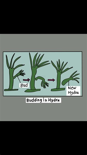 Budding in Hydra: Asexual Reproduction Explained | asexual reproduction