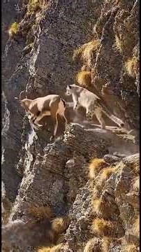 They Fell Off a Cliff… But Somehow Survived 😳 #shorts