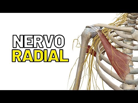 Anatomia do NERVO RADIAL - Aula de Anatomia humana grátis e fácil