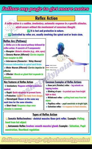 15K views · 134 reactions | “Reflex Action = Quick & Automatic Response! Controlled by Spinal Cord ⚡易” #ReflexAction #HumanNervousSystem #Neurons #BiologyNotes #StudyReels #ScienceFacts #NCERTBiology #QuickRevision #NervousSystem #HumanPhysiology | Josh Study point | Facebook