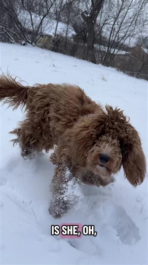 Snow shenanigans with Bean #dogsofttiktok