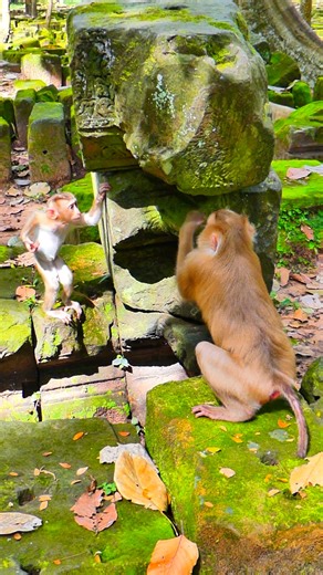 8.3K views · 705 reactions | Nature’s little comedian, performing one giggle at a time  | Monkey love | Facebook