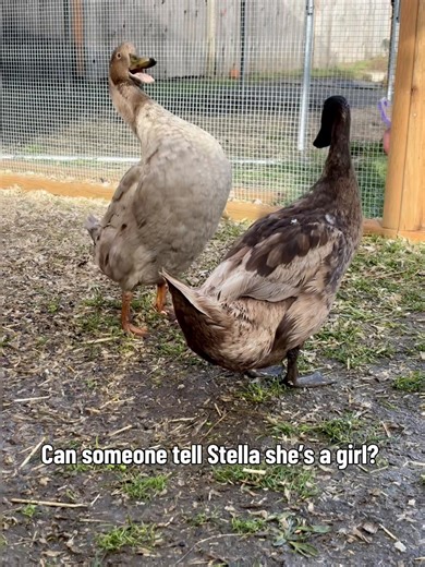 You guys, this girl has me dying laughing over here 😂 She does the “pump it up” like the boys do to assert dominance and let them know not to mess with her. I’m like you do you boo but it’s the silliest freaking thing!! She does it even more exaggerated than them!! What do you think? Who does pump it up best? #duck #hen #ducks #backyardflock #ducksoftiktok