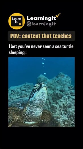 Sea turtles sleep underwater by slowing their heart rate so dramatically that they can hold a single breath for several hours, allowing them to rest safely on the seafloor or tucked beneath ledges while releasing small streams of bubbles as their bodies occasionally adjust. Their ability to remain still for long periods comes from specialized lungs that exchange oxygen quickly and a metabolism adapted for conserving energy in low-oxygen environments. Unlike fish, sea turtles must surface to brea