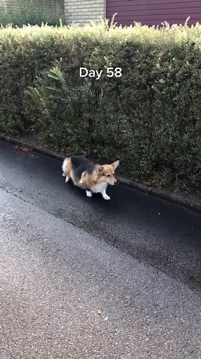 Baby mama ♥️ #pregnantdog #corgimama #pembrokewelshcorgi #fyp #fördig #corgipuppies #foryou