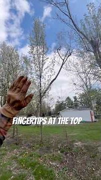 My buddy can do it cheaper #professional #treeremoval