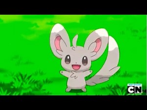 Minccino's Cute Moments