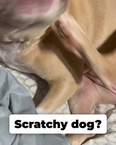 If your dog gets scratchy or licks their paw then you should definitely checkout PetLab Co's Probiotic chews! | PetLab Co.