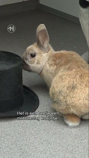 Konijn Jort zoekt nieuw huisje