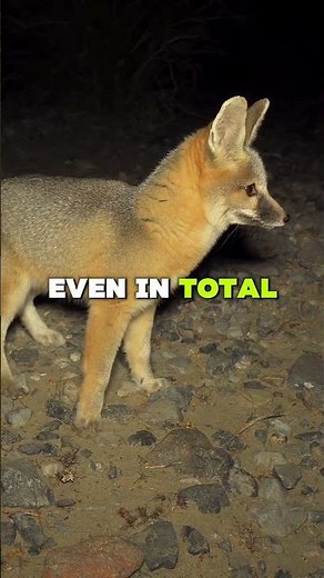 What If Humans Could See Infrared Light? | Superhuman Vision Explained