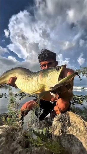 This fish is a mouthbrooder 🐟