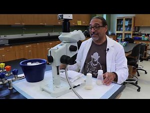 Anesthetizing Drosophila with Ice