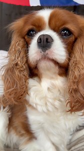 Judging everyone from above with folded lips 😃😁 . . . . . . . . . #dailydogs #cutenessoverload #love #happy #cavalierkingcharlesspaniel #Cavaliers #cavalierkingcharles #cavalierpuppy #cavaliercommunity #cavalier #cavalierclub #cavalierlover #cavalierlove #cavalierlife #toffeeandrazcals #doglover #funnydogs #summer #easter #easterholidays #beach #caravan #caravanlife #BeachLife #vacay #sunsandsea #wednesday #humpdaywednesday #blenheimcavalier #holiday | Toffee And Razcals