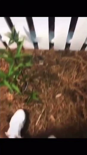 Do a flip meme Fortnite edition #shorts #fortnite