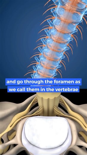 2.6K views · 30 reactions | Sciatica? Learn anatomy of your nerves ➡️...