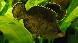 多棘单须叶鲈 亚马逊枯叶鱼 Monocirrhus polyacanthus （yt@Tropicalfishlover