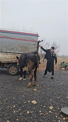 SIMMENTAL BULL GETS OFF TRUCK