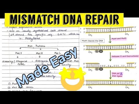 Mismatch DNA Repair mechanism #molecular_biology 😎🤩