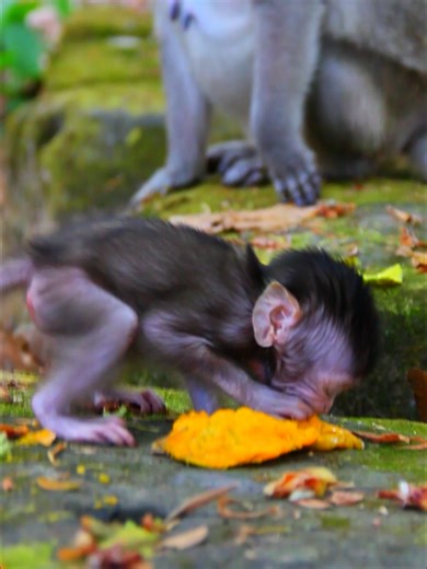 Adorable Newborn Monkey Tries Food for the First Time