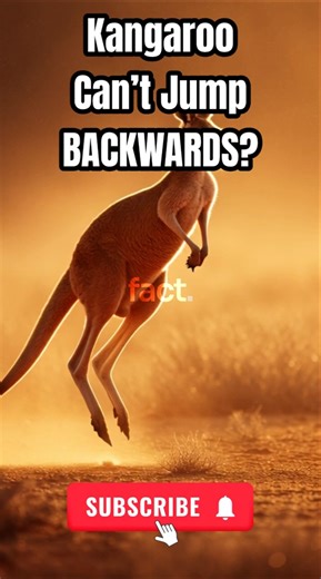 Kangaroo Can’t Jump BACKWARDS ? #shorts