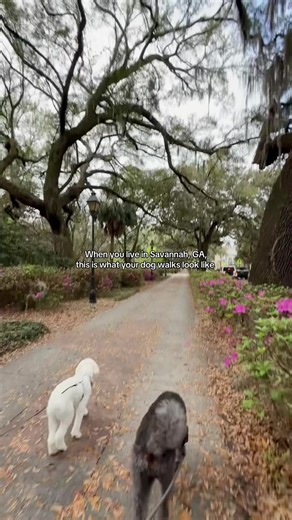 Morning Strolls in Forsyth Park, Savannah