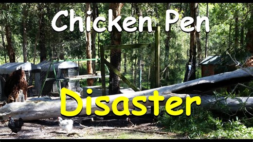 Turning storm damage into DIY gold: Repurposing a fallen gum tree | Self Sufficient Me