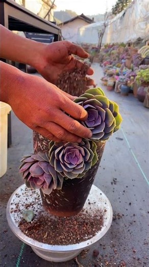 Aesthetic DIY Succulent Projects to Transform Your Space ✨