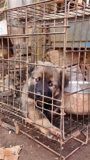 First Vet Visit with TWO Puppies Vaccinations and Health Check