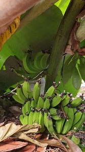 2.2K views · 47 reactions | Going into the backyard. Place: Countryside Villa, Lancaster, Manchester. FULL review in comments. | Kareem's Quest | Facebook