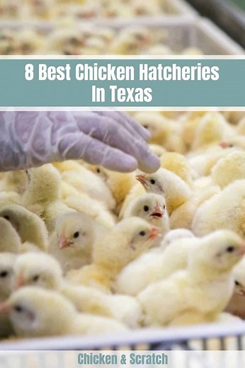 8 Best Chicken Hatcheries in Texas - Review & Guides