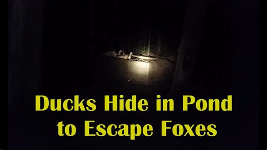 How ducks outsmart predators at night | Backyard chicken & duck security tips