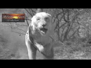 Lion Attack, bite cameraman - African Sun Productions