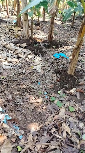 Videos de Pastor Carlos González (@pastor.carlos.gon) con “sonido original - Guadalupe Aguilar”