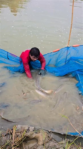 อัลลิเกเตอร์ Alligator gar 50 cm. ถึง 1.5 เมตร คิวจัดส่งรอบถัดไป 10 มกราคมนี้ 🥰 🚛 ส่งได้ทั่วไทยตามตกลง 0949896355 ช่อนอเมซอล Arapaima 1 ถึง 2 เมตร ชะโด Snakehead fish 3 ถึง 6 kg. กระโห้ไทย Siamese Giant Carp 3 ถึง 35 kg. เปคูเผือก Pacu Albino 1 ถึง 8 kg. เปคูแดง Pacu 3 ถึง 12 kg. เปคูดำ Tambaqui 5 ถึง 12 kg. อัลลิเกเตอร์ Alligator gar 50cm. ถึง 1.50 เมตร เรดเทล Redtail catfish 3 ถึง 12 kg. สวายเผือก Slriped Catfish 1 ถึง 5 kg. ไน common carp 1 ถึง 4 kg. สะตือ Chitala lopis fish 50 ถึง 80 cm. ด