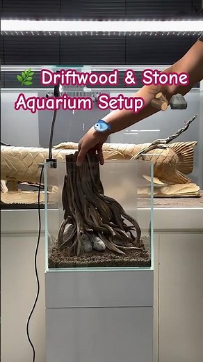 Natural Driftwood & Stone Aquarium Setup | Clean & Peaceful Aquascape 🌿#fishtank #aquascape #shorts