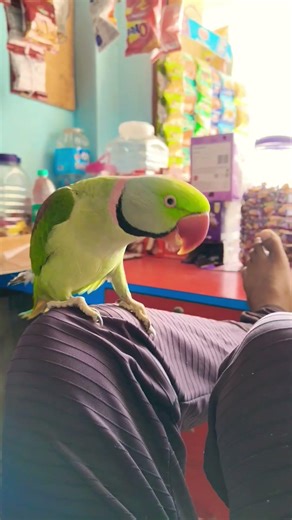 mithu rock😎 reaction shok😅