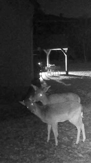 fallow doe mom gently licks her #fawn clean #deer #animals #animalshorts #deervader